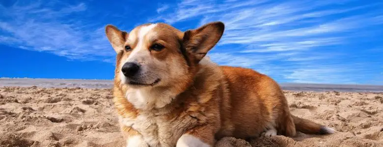 Help your pet adapt to living in a warmer climate | PetAir UK