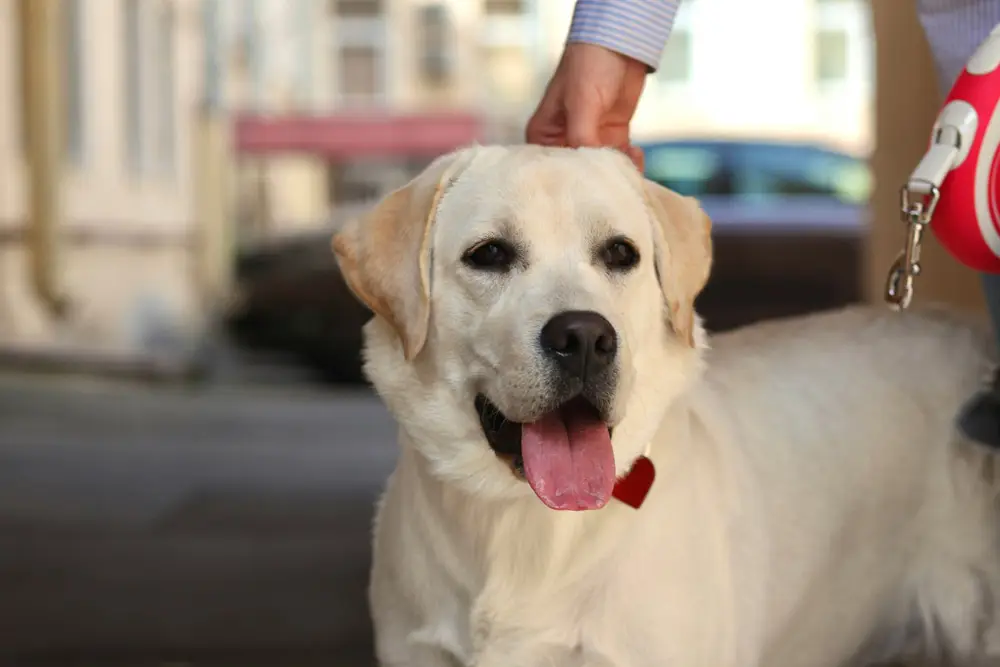 What to do if you meet someone with a phobia of dogs | PetAir UK