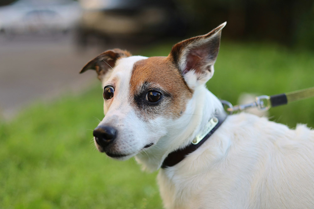 What to do if you meet someone with a phobia of dogs | PetAir UK