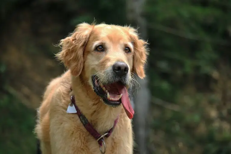 Where to take your dog in Germany | PetAir UK