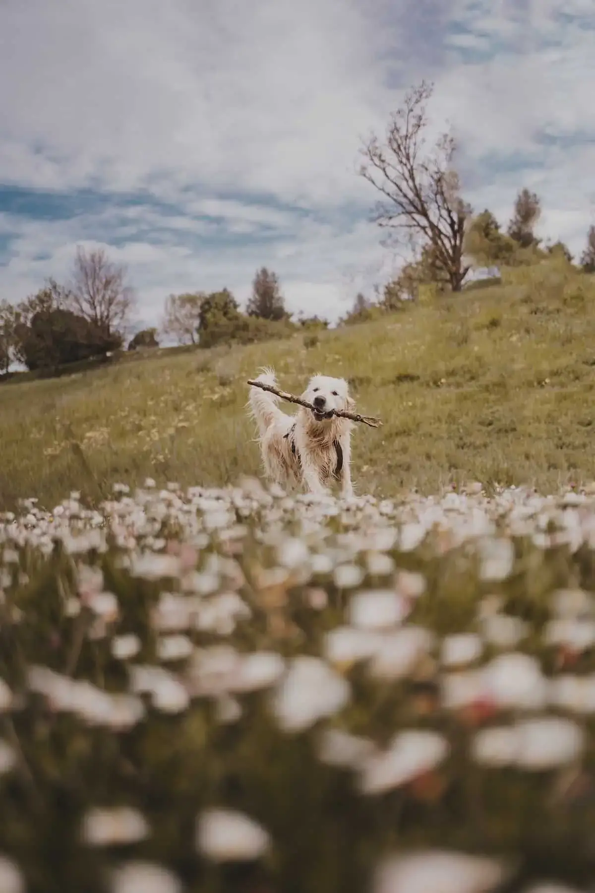 Where to take your dog in Toulouse, France | PetAir UK