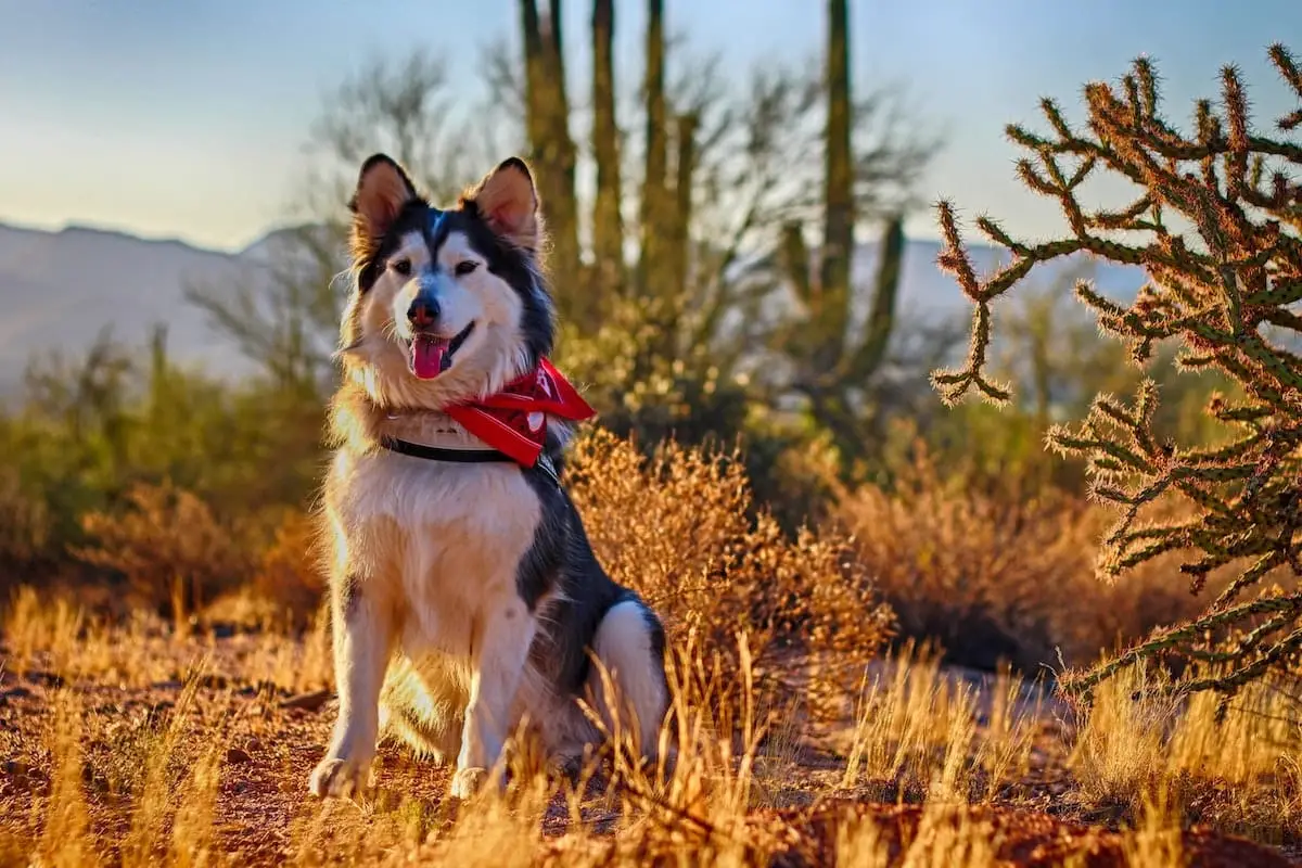 Where to take your dog in Tucson, Arizona | PetAir UK