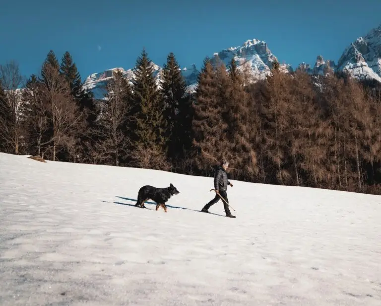 Where to take your dog in Whistler, Canada | PetAir UK