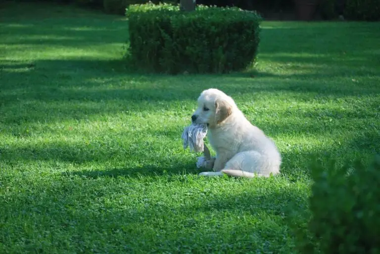 Why does my dog bury things in the garden | PetAir UK