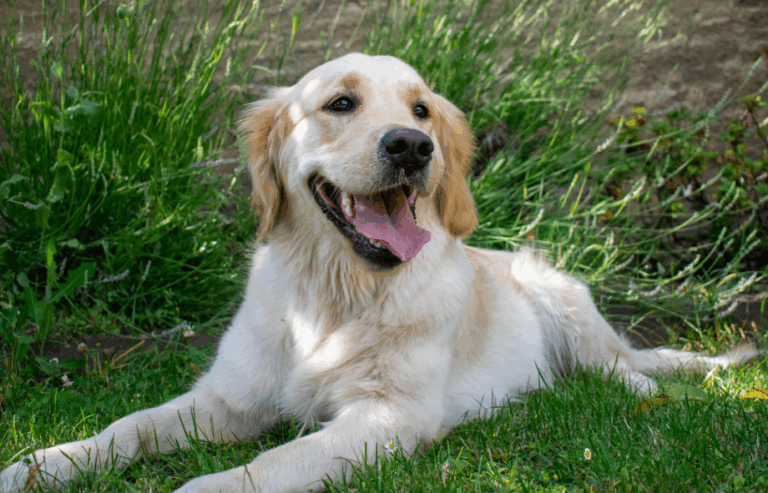 Why you should regularly worm your dog | PetAir UK