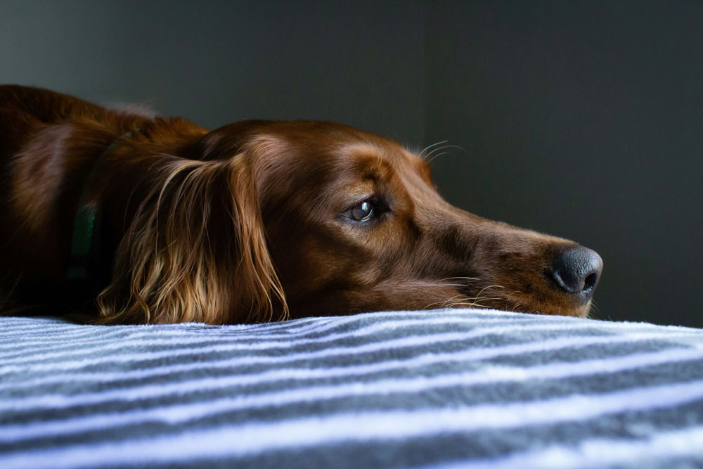 Why you should regularly worm your dog | PetAir UK