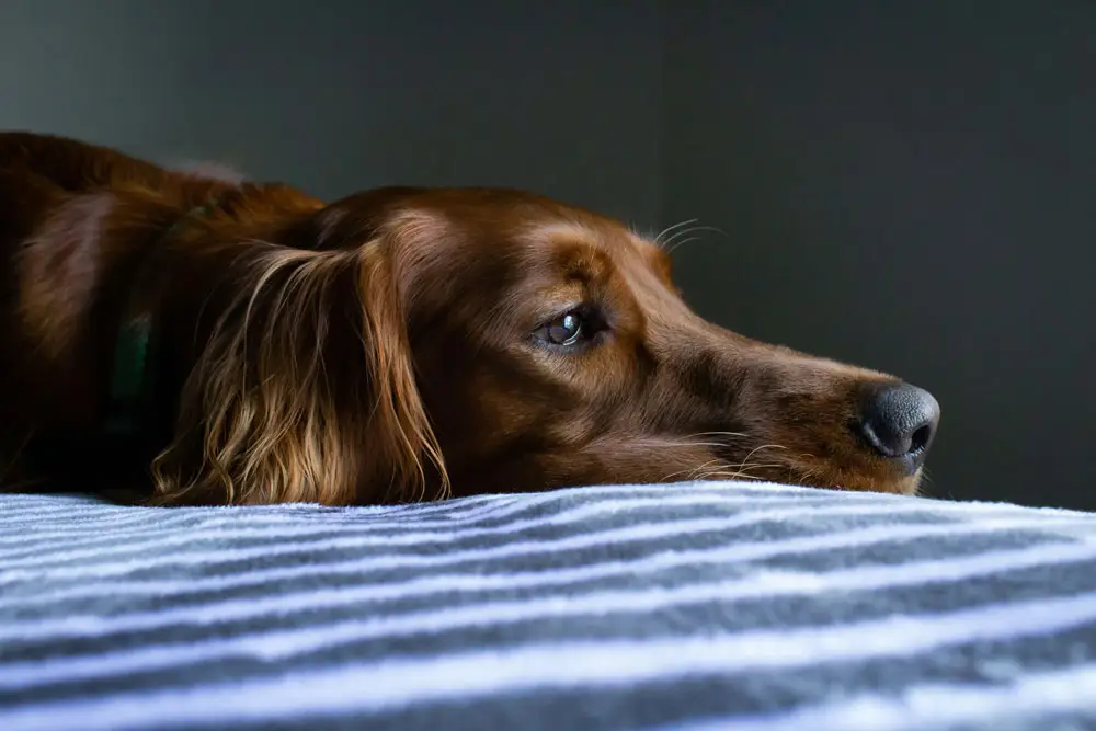 Why you should regularly worm your dog | PetAir UK