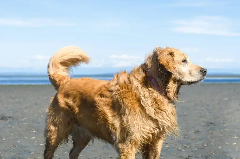 dog canada
