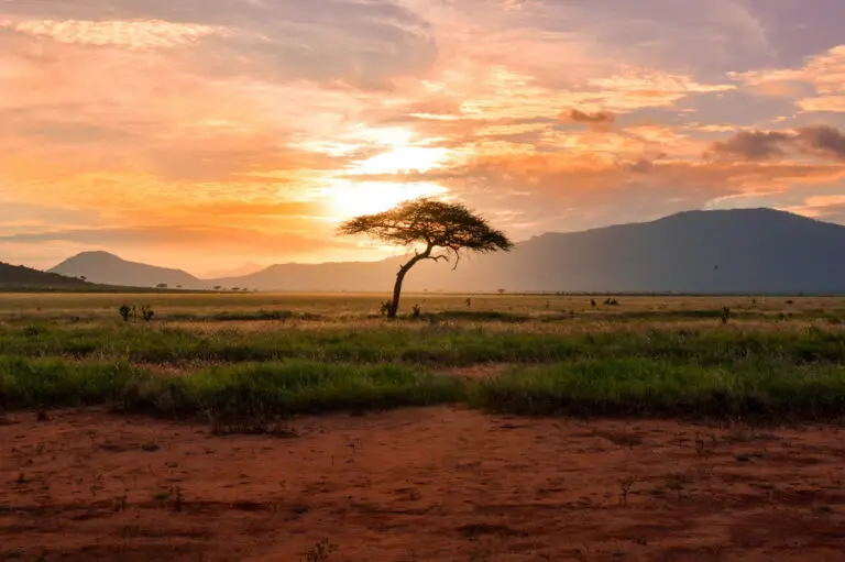 Flying pets to Africa | PetAir UK