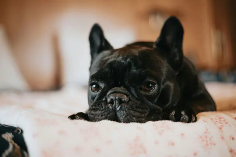 How moving can trigger anxiety | PetAir UK