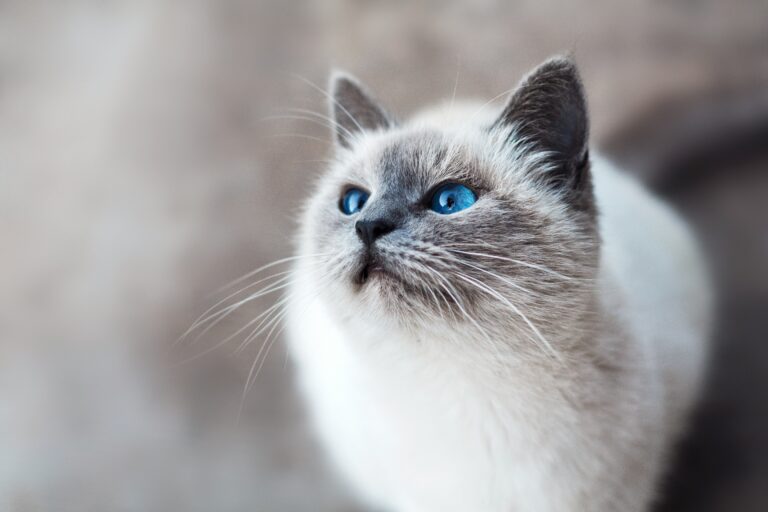 cat canada
