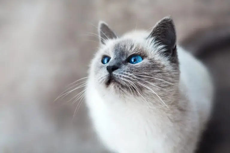 cat canada