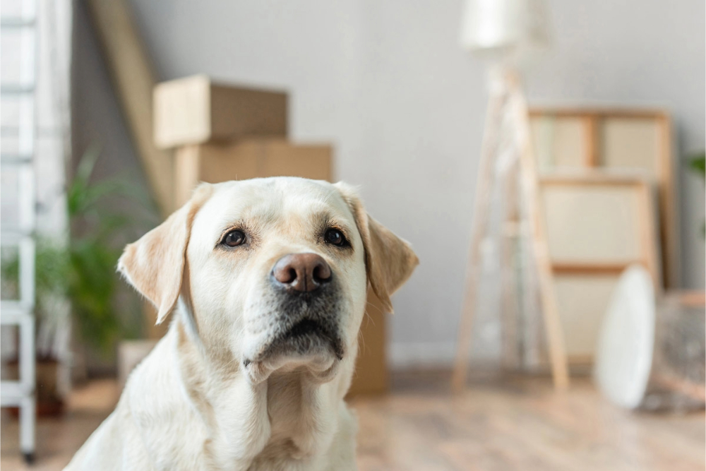 Your journey - International pet relocation | PetAir UK