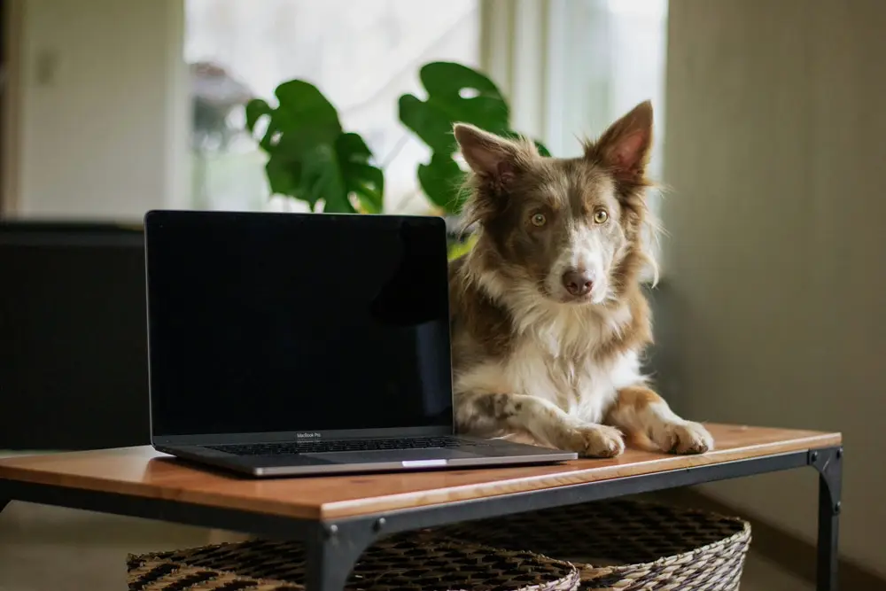 Your journey - International pet relocation | PetAir UK
