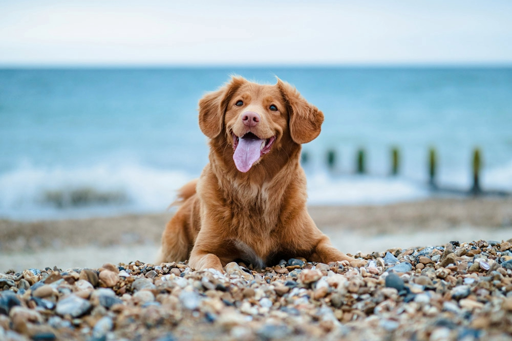 Your journey - Taking pets on holiday | PetAir UK