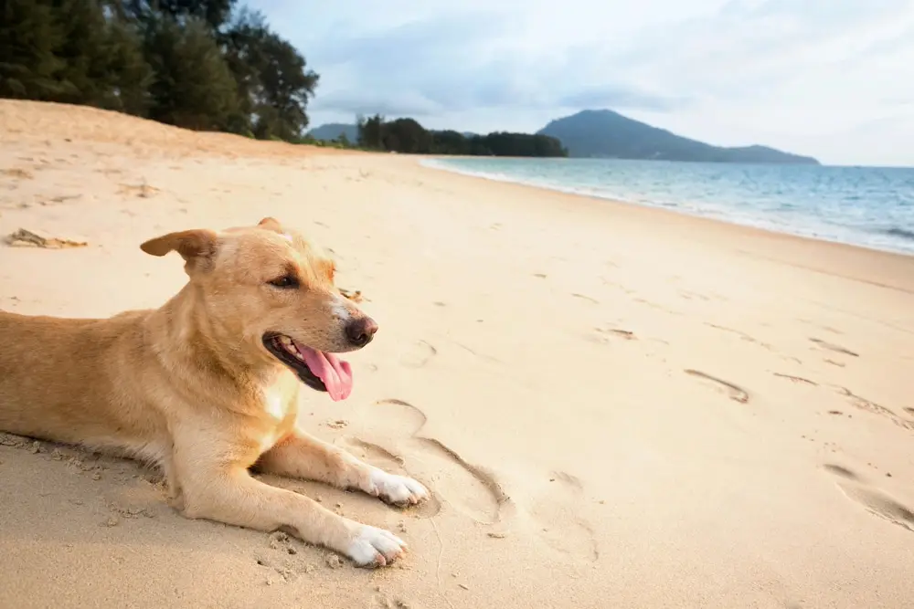 Your journey - frequent pet flyer | PETAIR