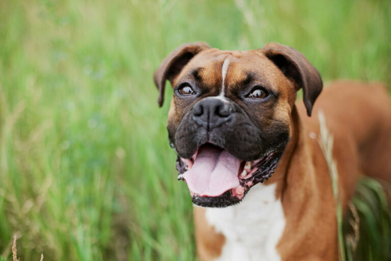 Good news for snub-nosed pets this winter | PetAir UK