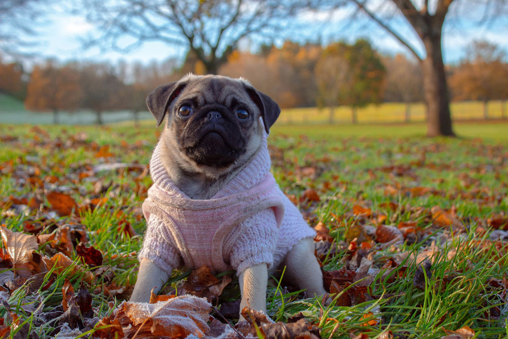 Good news for snub-nosed pets this winter | PetAir UK