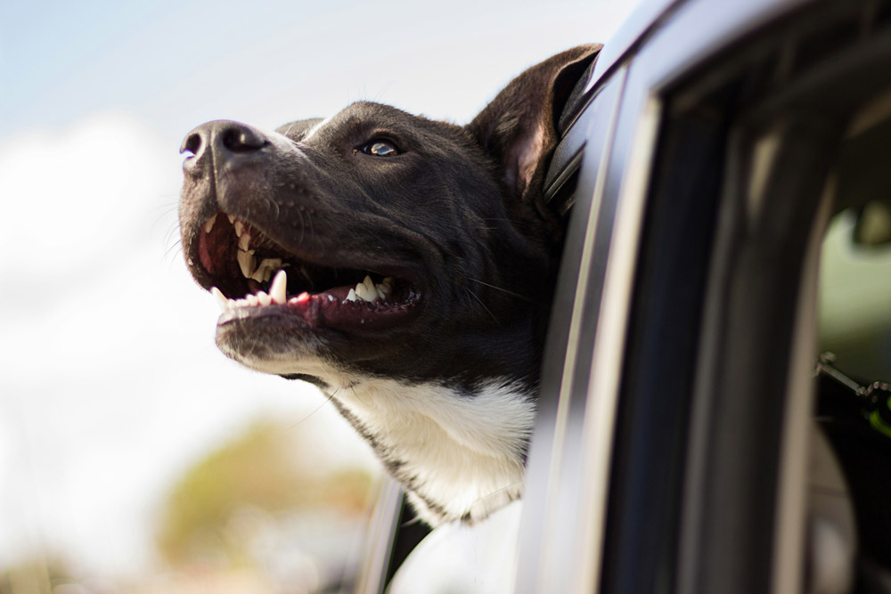 Moving to South Australia with PetAir UK - pet travel
