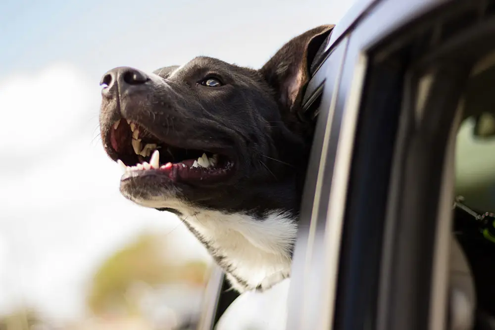 Moving to South Australia with PetAir UK - pet travel