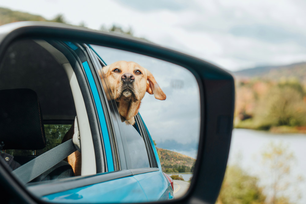 Which airlines carry pets out of the UK - 2025 guide | PetAir UK