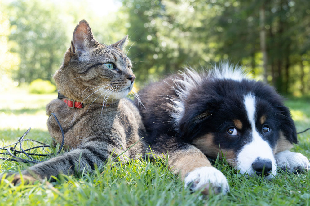 Do dogs or cats need a passport to travel internationally | PetAir UK