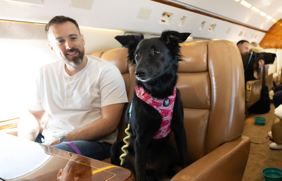 Superior package delivered by K9Jets | PetAir UK