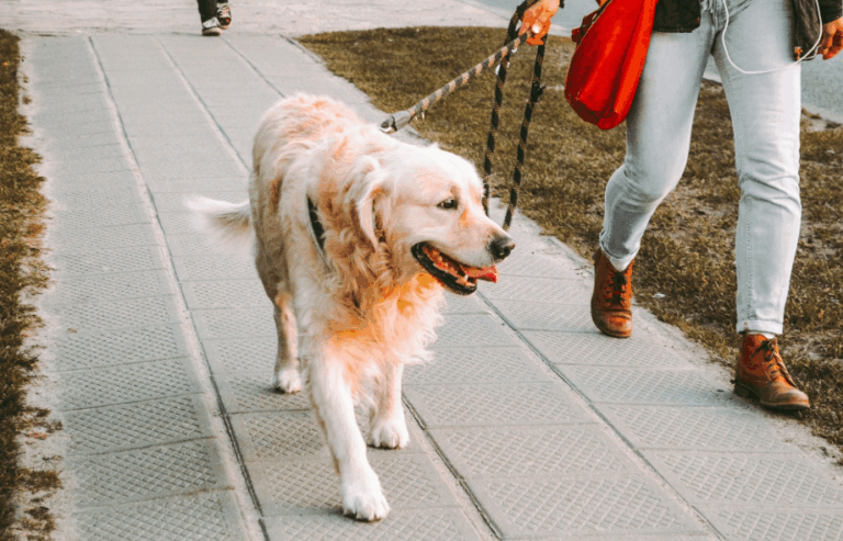 What to do if you meet someone with a dog phobia | PetAir UK