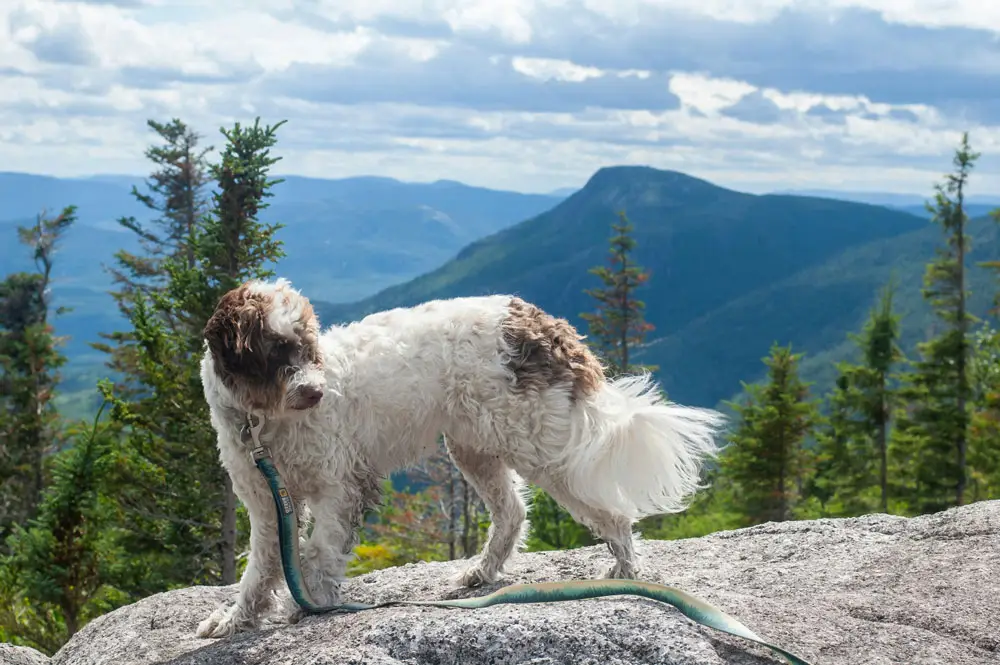 Best dog friendly hiking trails to explore in Banff, Canada - Tips from PetAir UK