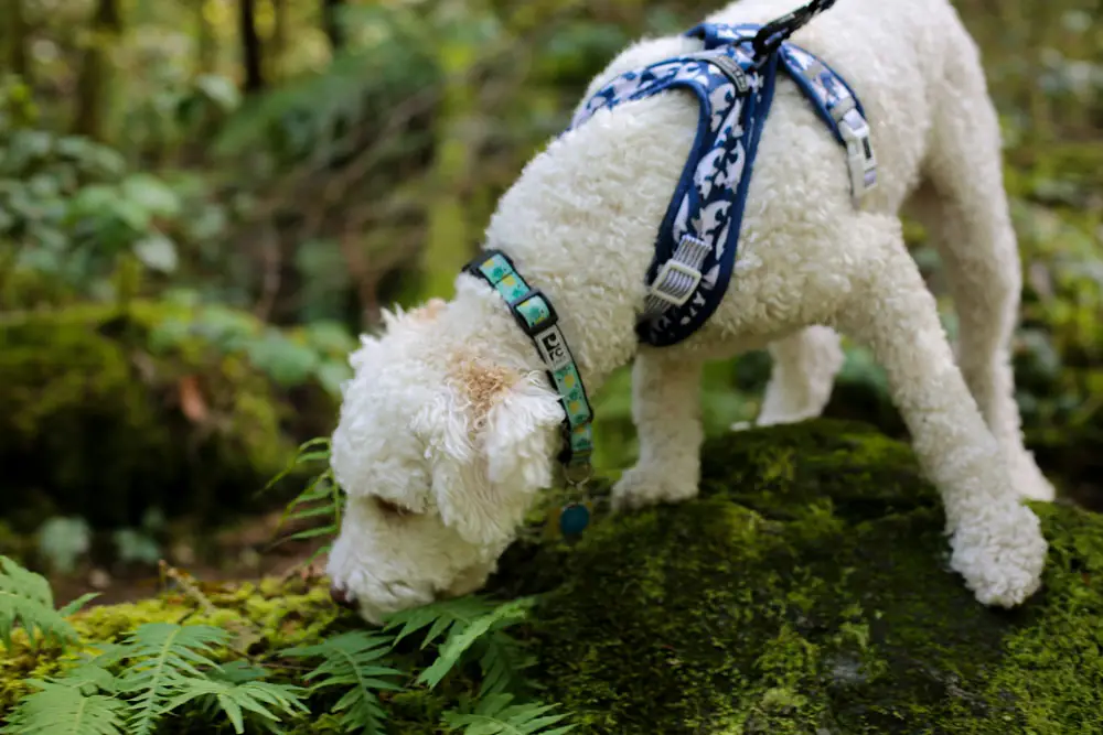 Best dog friendly hiking trails to explore in Banff, Canada - Tips from PetAir UK