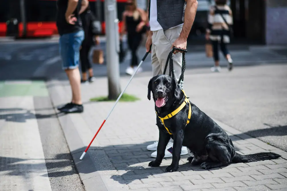 Can you fly with a service dog from the UK | PetAir