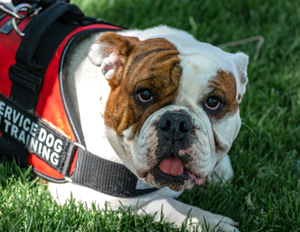 Can you fly with a service dog from the UK | PetAir