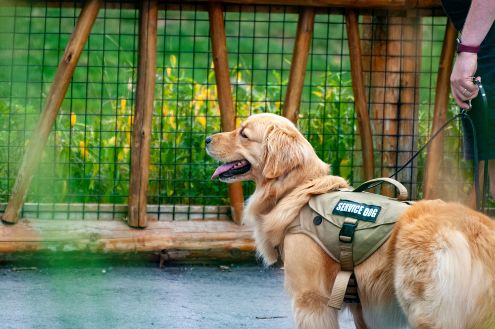 Can you fly with a service dog from the UK | PetAir