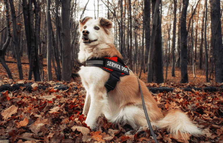 Can you fly with a service dog from the UK | PetAir