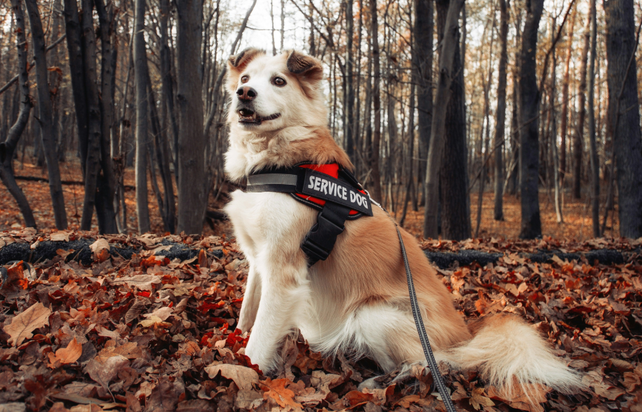 Can you fly with a service dog from the UK | PetAir