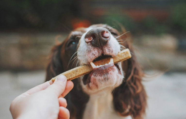 Crate training and comfort with PetAir UK - 24/7/ online vet access and pet travel