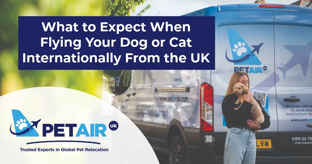 Picture of What to Expect When Flying Your Dog or Cat Internationally From the UK