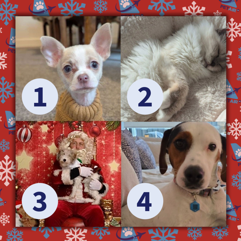 Advent Calendar door 10 | PetAir UK Christmas