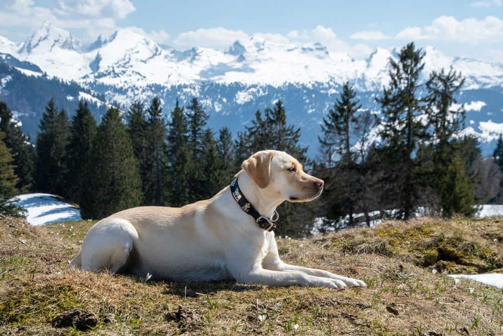 IPATA, IATA and DEFRA accreditations for pet travel | PetAir UK