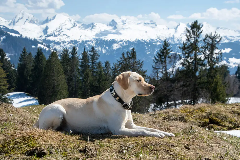 IPATA, IATA and DEFRA accreditations for pet travel | PetAir UK