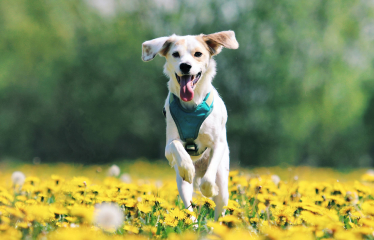 IPATA, IATA and DEFRA accreditations for pet travel | PetAir UK