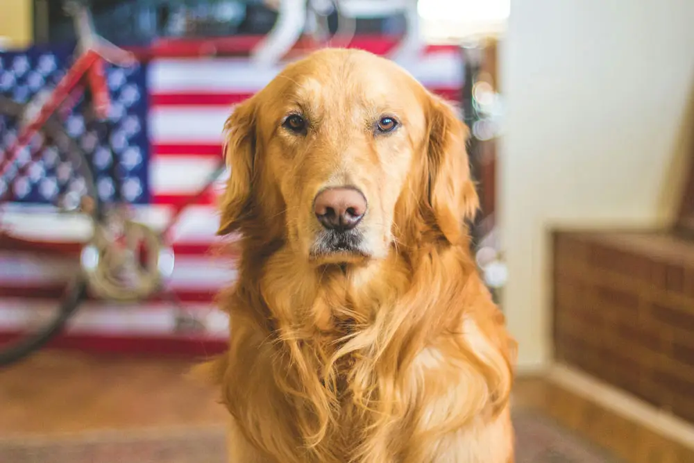 Worried about travelling to the USA with your pet right now? Reassuring advice from PetAir UK