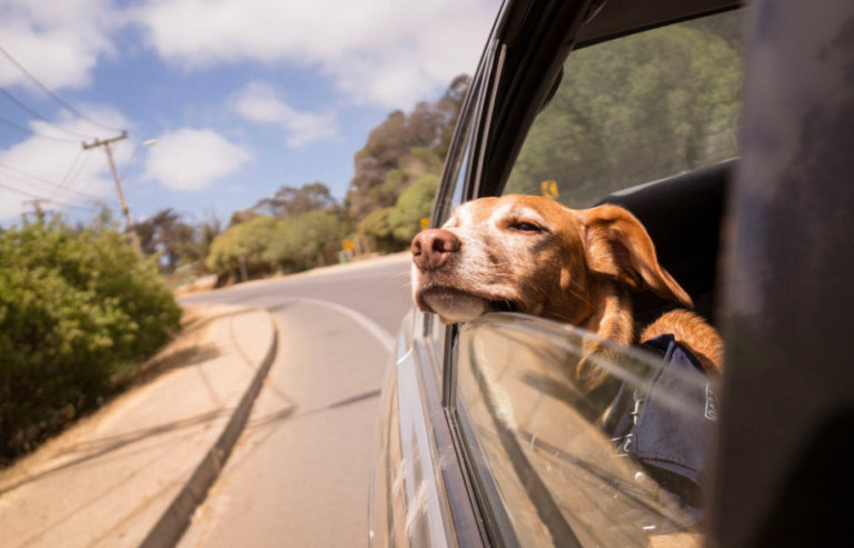 Road vs flying - pet travel to Europe | PetAir UK