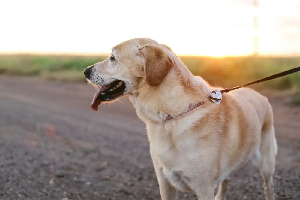 Preparing your pet for a long-haul flight in a pet travel crate | PetAir UK