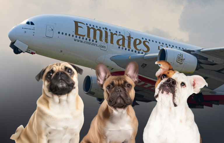 Emirates snub-nosed breed embargo 2026 | PetAir UK