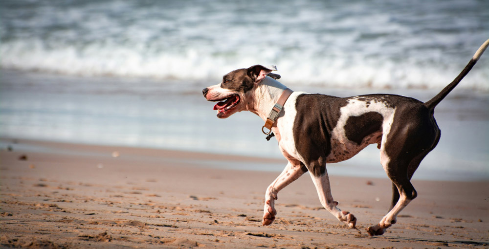 Export Health Certificates for pet travel | PetAir UK