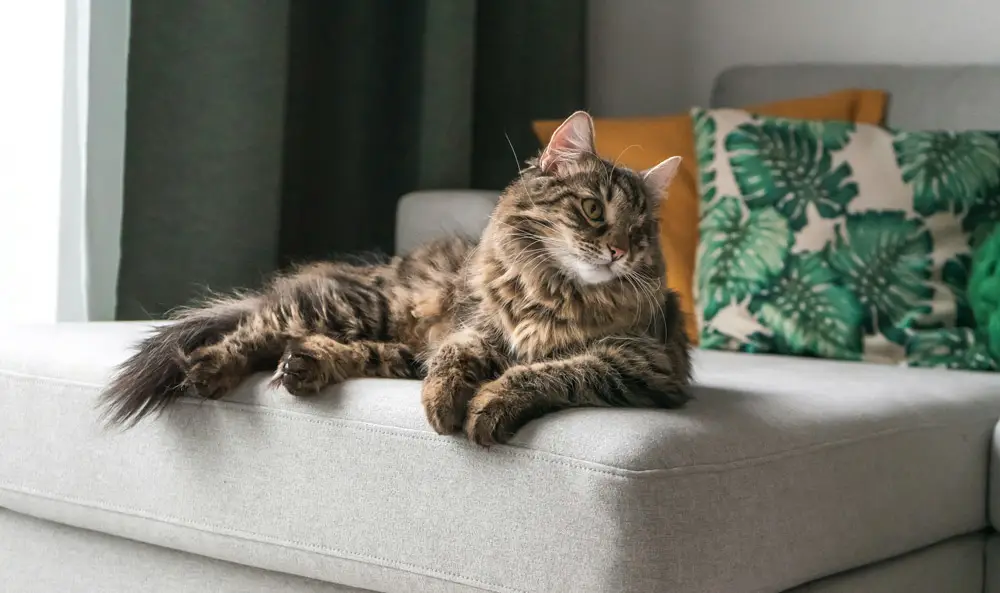 DEFRA Rules - pet relocation advice | PetAir UK