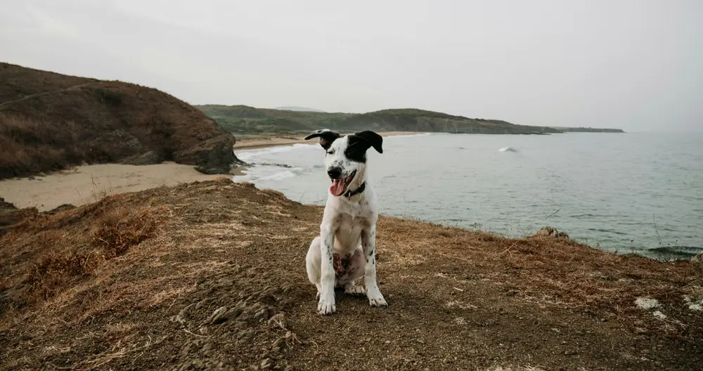 DEFRA Rules - pet relocation advice | PetAir UK