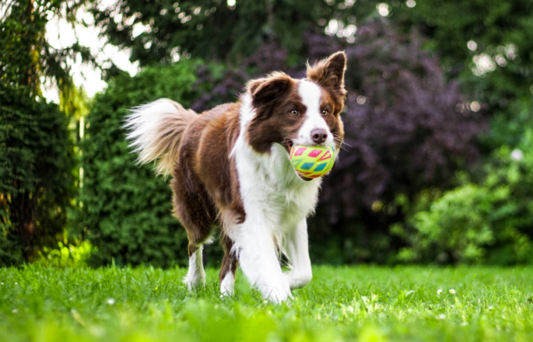 DEFRA Rules - pet relocation advice | PetAir UK