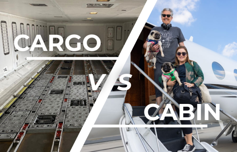 Cabin vs Hold - pet travel | PetAir UK